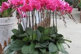 蝴蝶兰开完花不要扔，这样处理一下，还能再次开花图片