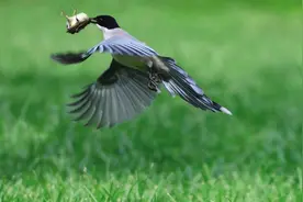 “森林卫士”灰喜鹊，你在海口见过吗？图片