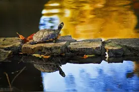 叮！您有一份国庆出游龟龟安置指南！请查收图片