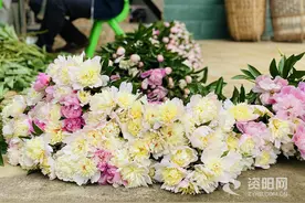 两河村：芍药花开产业兴 村民“心花怒放”图片