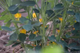 硼肥用不对，等于白用，补肥方法很重要，农户快来看看吧图片