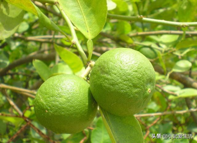 这种橙子果肉极酸，富含氨基酸食用价值高，把它认作青柠可亏了