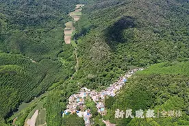 走进中老边境亚洲象栖息地图片