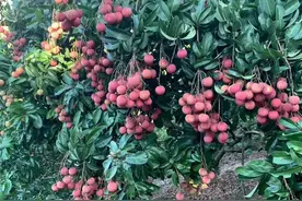 广西桂平麻垌荔枝种植历史与产量图片