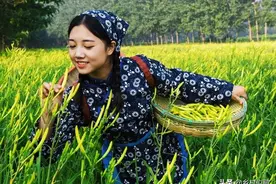 亭亭乱叶中，一一芳心插！农村种植黄花菜要不要割叶呢？图片