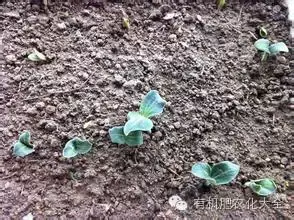 氨基酸科普知识，为什么有18种氨基酸肥料这么热销