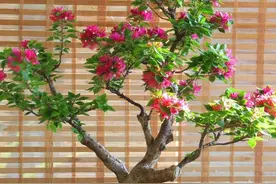 巧妙的三叶梅造型，真简单，“4步造型、4步整形”颜值就倍增图片