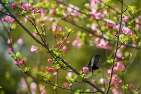 江西吉安：海棠花开蜜蜂蝴蝶采花蜜图片