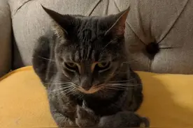 猫咪无缘无故呕吐？可能是患上了毛球症，不知不觉堵塞肠道图片