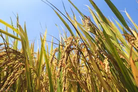 2021年4月7日稻谷价格发布，行情可能迎来一轮上涨图片