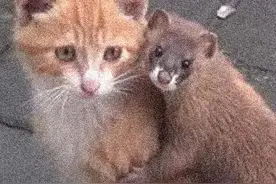 北京特产黄鼠狼？黄鼠狼，是北京读者提及次数最多的一种智能生物图片