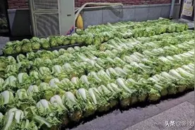 东北大妈双11囤二百多斤白菜！这份“沉重的爱”由快递小哥守护图片