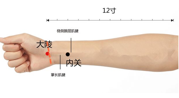 12鳬ʵõѨλϣ൱ڳ12ζҩҩ