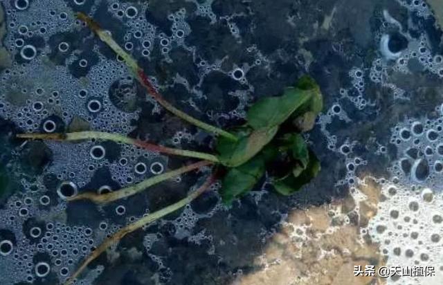 出苗期的棉花应该怎么管？