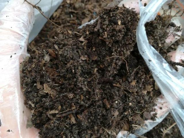 养分含量超高的营养土，自己在家也能做，省下一大笔 买花钱