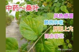 每天一味中药－桑叶图片