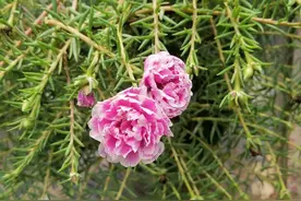 一盆多层重瓣太阳花，正值盛花期，因为太美，所以被偷了图片