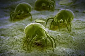 快检查一下，你身上有没有这些虫子在危害你的健康图片