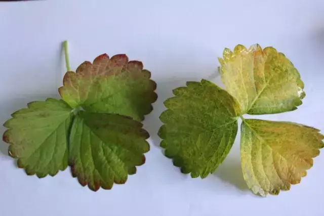 草莓缺素问题大，千万不可小看他，看看各元素的作用吧