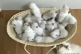 布偶猫生了19只小猫，价值20万人民币，猫妈妈：我用尽了洪荒之力图片