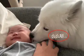 大白狗最近很忙，因照顾宝宝细心而走红，还懂得盖被子呢？图片