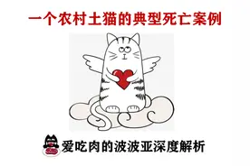 一只只吃猪肝的农村土猫死亡案例分析-真正原因是什么呢？图片