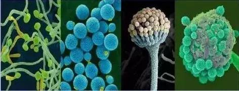 世界自闭症日：从肠道出发，治疗自闭症