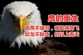 拔掉羽毛，啄掉爪子，敲掉鸟喙，别再被“鹰的重生”给骗了图片