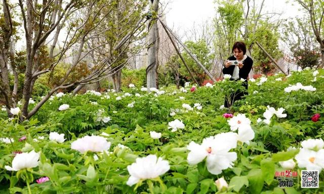 你好！我是焦作，以后请叫我四线城市
