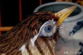 浅谈驯养画眉鸟的语录总结图片
