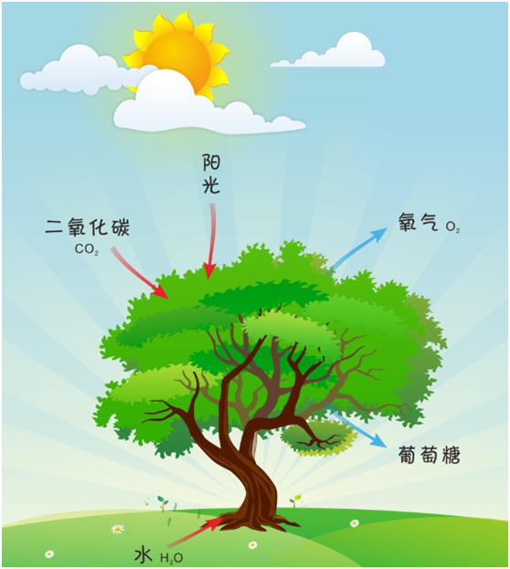 氨基酸复合肥，家庭植物肥料不常见，但是作用很大！