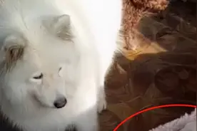 大白狗生了6只崽，全被大鹅抢走，狗妈只能认栽：真的惹不起呀图片