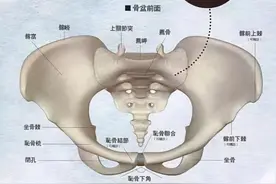 专家指出，人类的屁股是进化的里程碑，它是如何的与众不同？图片