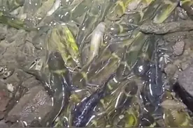 湖南株洲一河道关闸后，许多无鳞鱼呆子鱼搁浅，老乡：捡了十多斤图片