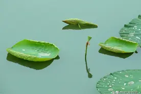 晚春初夏清新荷叶诗五首：四月圆荷钱学铸，试数荷钱几个生？图片