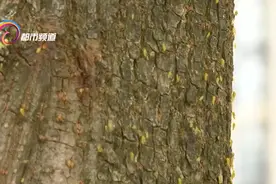 瘆人！红旗路行道树现虫患图片