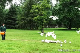 一群鸽子的微博在浙商大师生的朋友圈刷屏了...图片