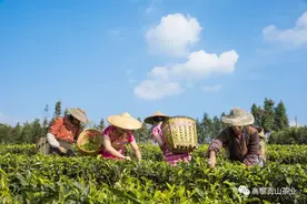 采茶制茶舂粑粑 遇见高黎贡山茶博园的野趣生活图片