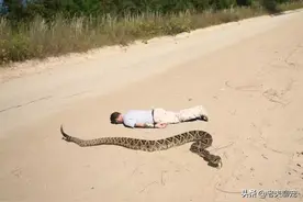 东部死神！美洲最独特毒蛇之一——菱斑响尾蛇图片