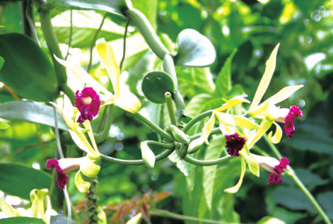 香荚兰属植物繁殖与温室栽培