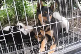 狗狗产后性情大变，追咬路人，将被抓走时所做的异样动作让人感动图片