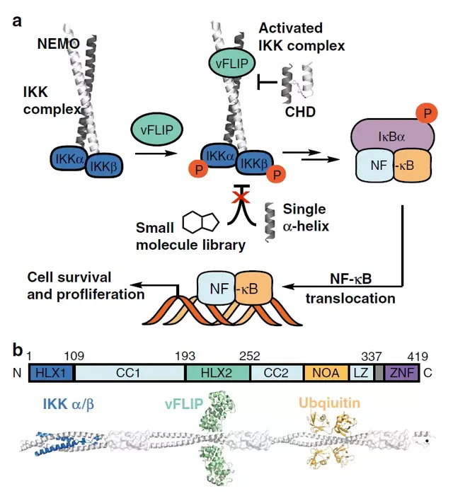 NC丨理性设计抗卡波氏肉瘤vFLIP-NEMO蛋白-蛋白相互作用抑制剂