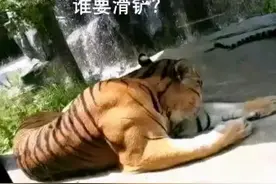 很好奇那些认为格斗达人打的过老虎的，你们都不看老虎数据的吗？图片