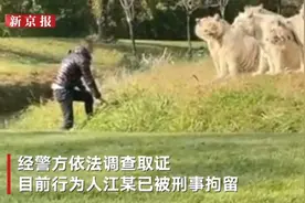 游客下车冲向虎群：无论何时，人都要敬畏自然法则图片