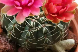 4种仙人掌植物，没想到开花如此惊艳图片
