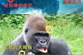 哥斯拉大战金刚搞笑图片一览图片