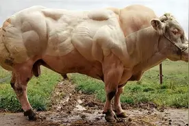 人类改造的“肌肉怪牛”，一天能长三斤肉，为何我国不引进养殖？图片