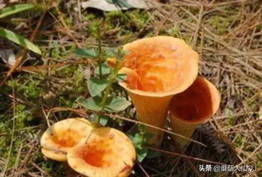 楚雄市南华县舌尖盛宴——菌子大全