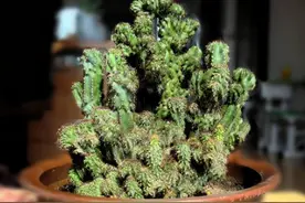 两种长得像“山峰”的盆景植物，不要再认错了，不然让人笑话图片