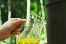 之前大火的“活竹酒”，将酒注入竹筒养1年，如今为何销声匿迹了图片